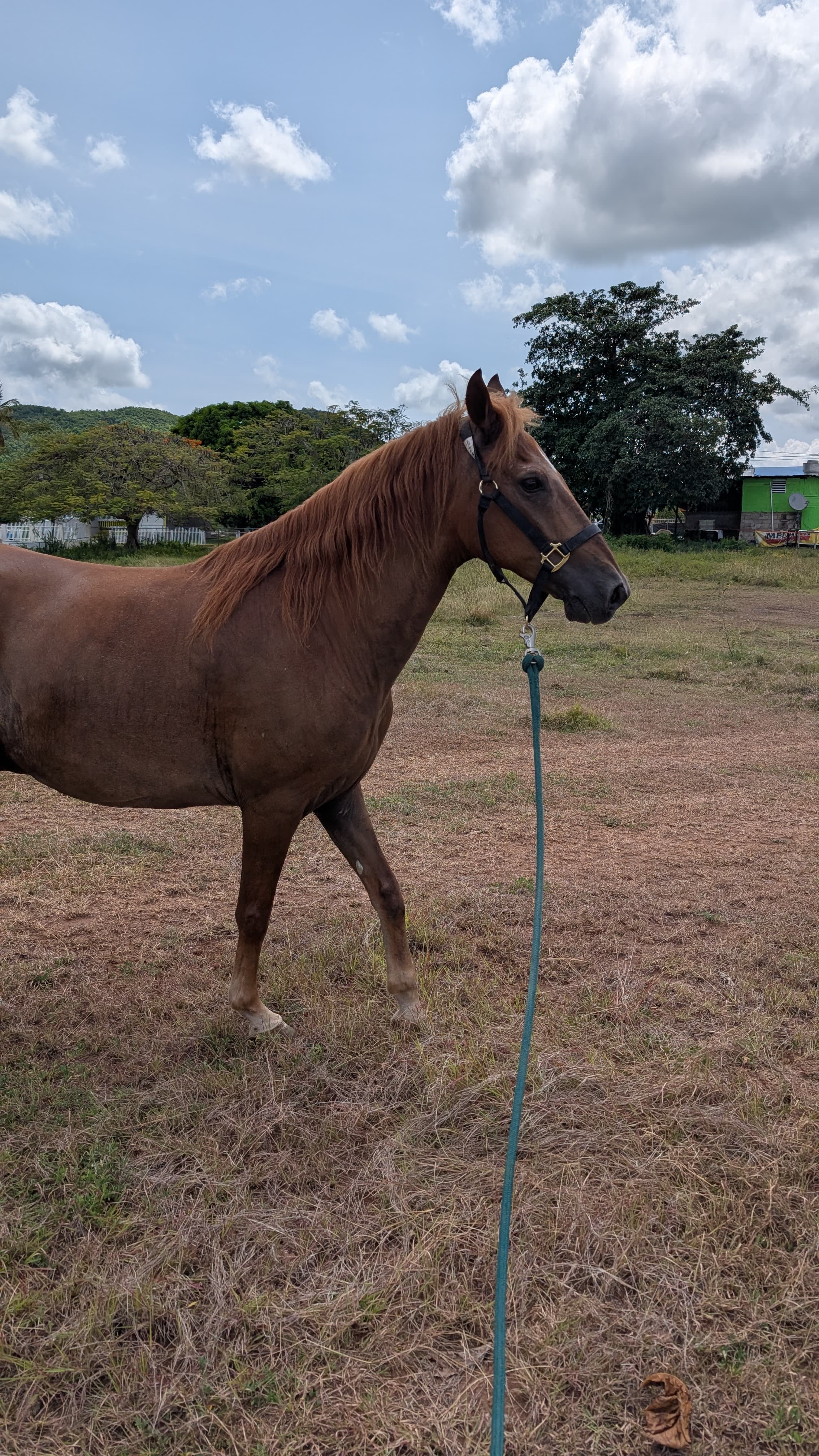 Cha Cha — Puerto Rican Paso Fino for sale in Puerto Rico