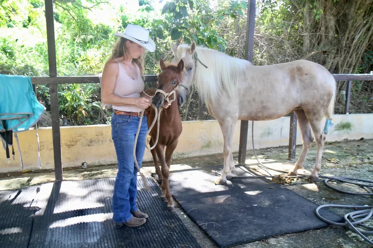 Why Trust Comes Before Trotting in Horse Riding Lessons