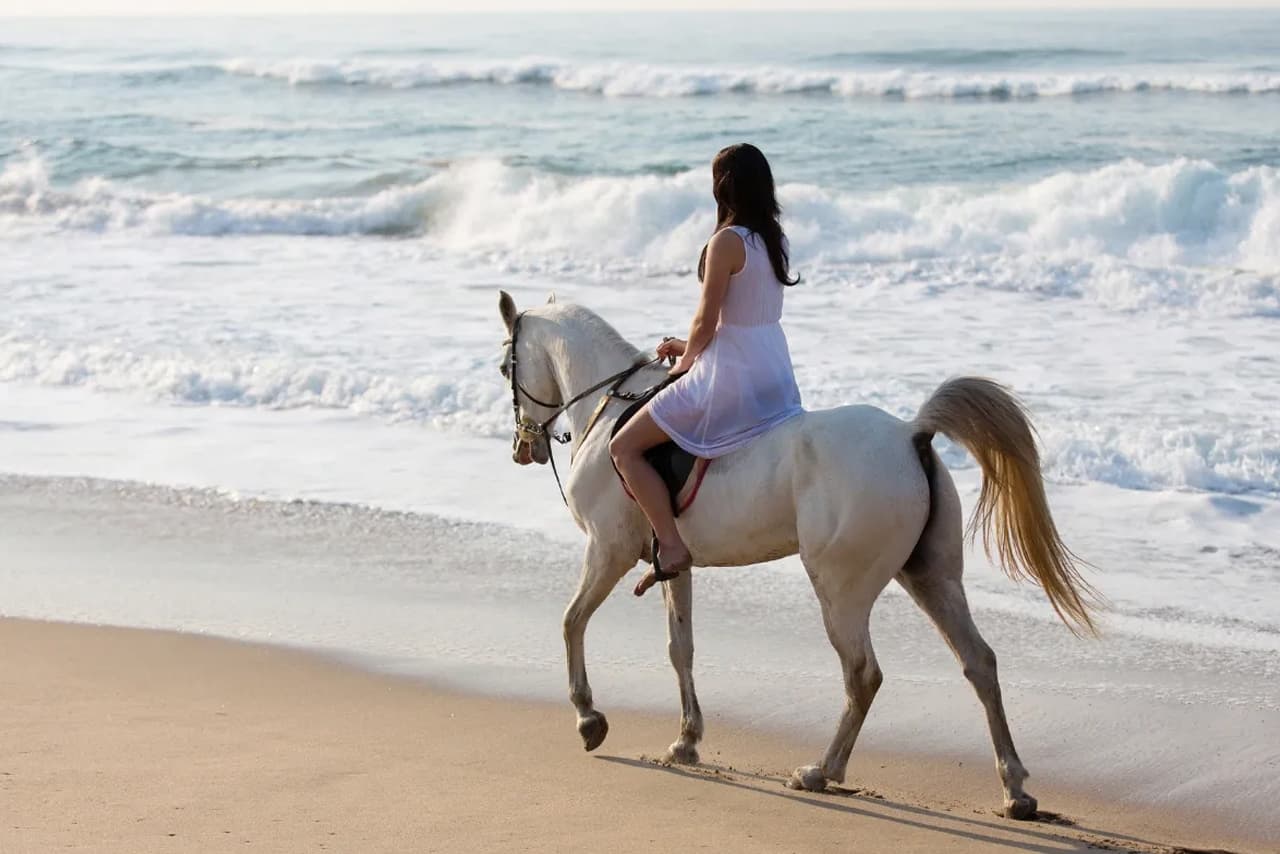 Why Your Horse's Gait Is the Key to Harmonizing Your Ride