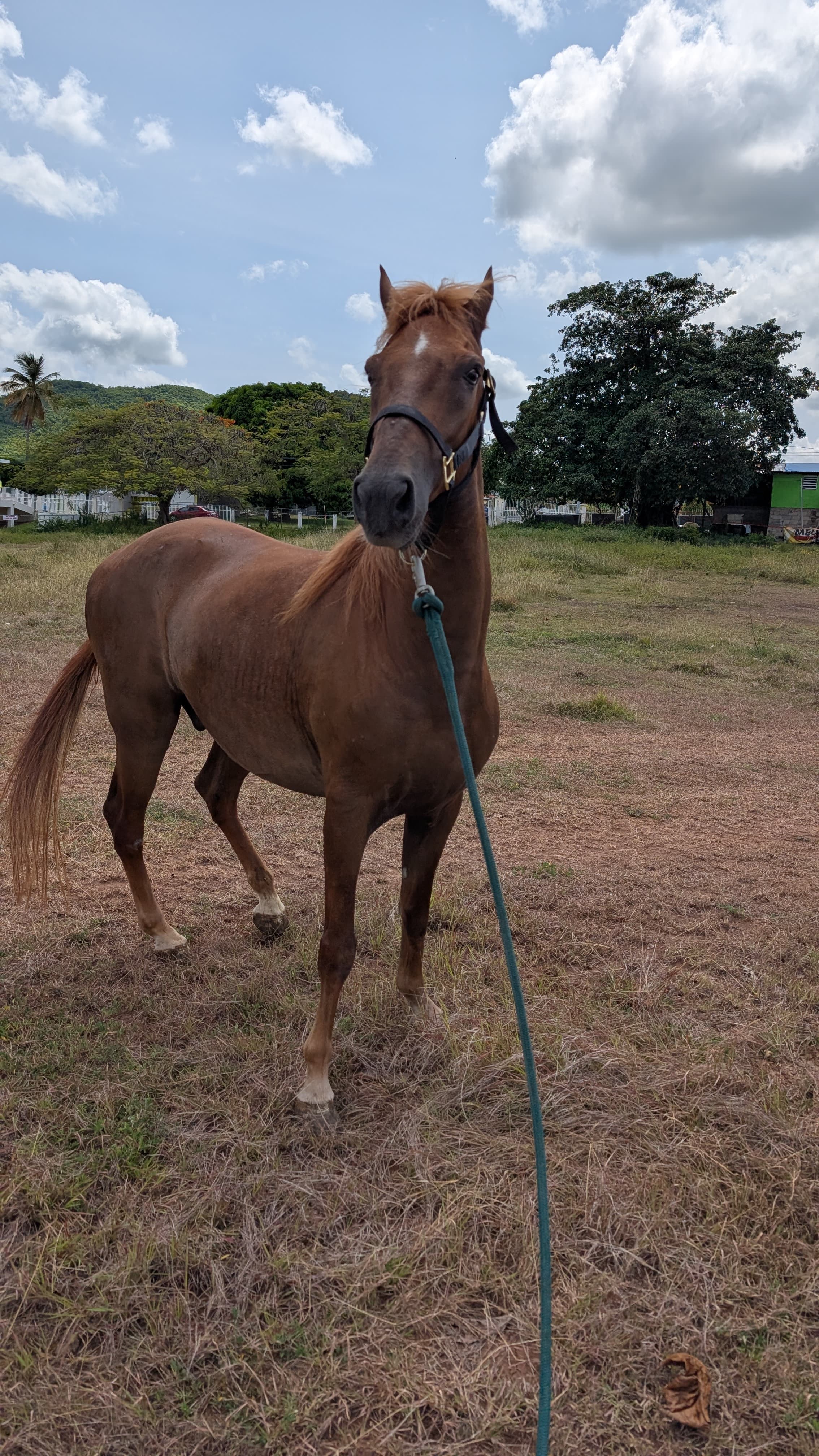 Puerto Rican Paso Fino history and heritage