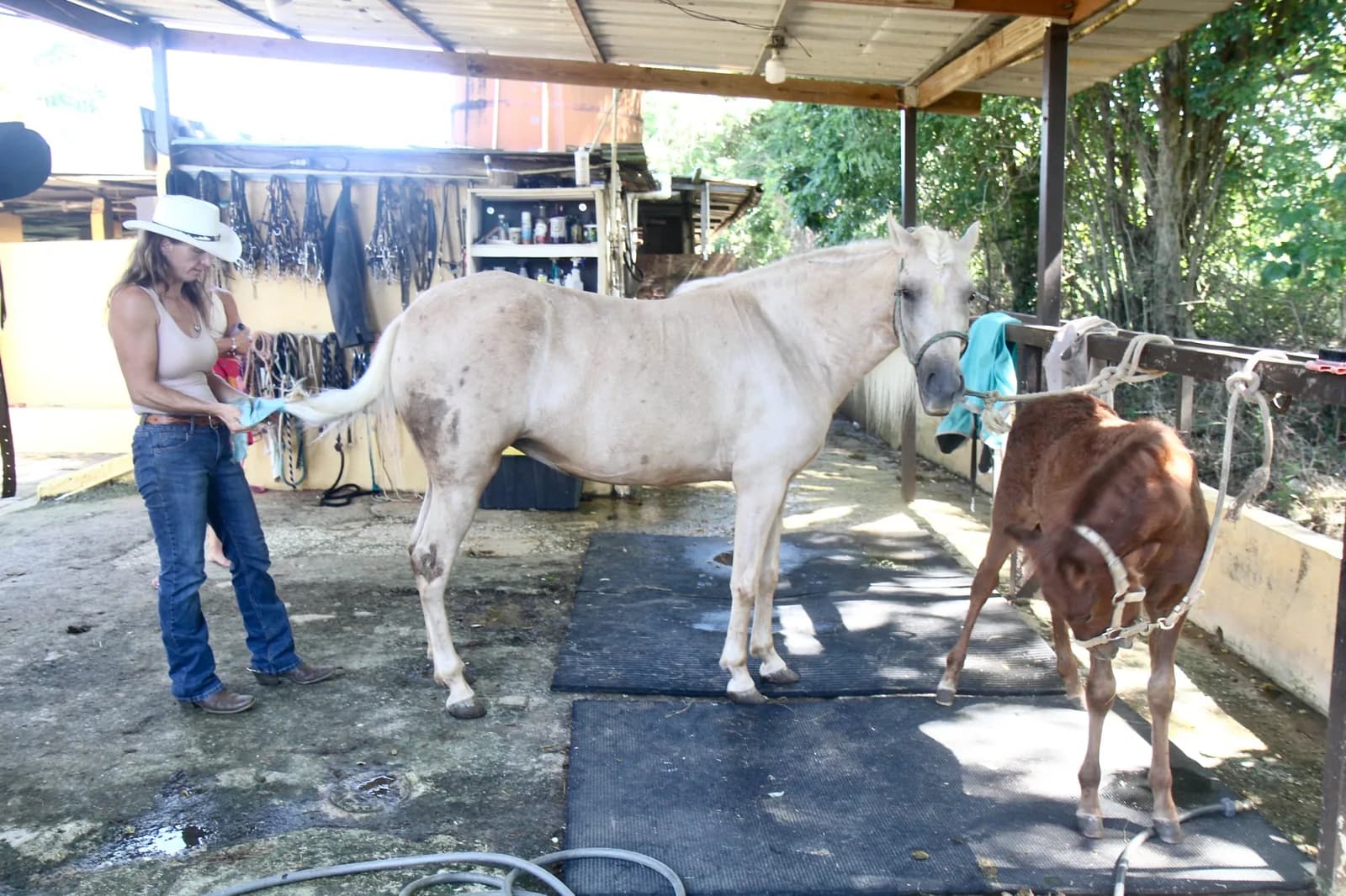 Grooming a grey horse in the yard at Hacienda Los Ponce