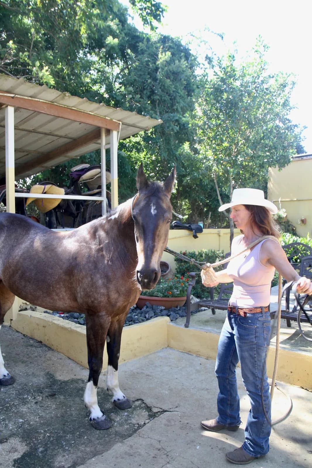 A handler holding a horse on a lead rope at Hacienda Los Ponce