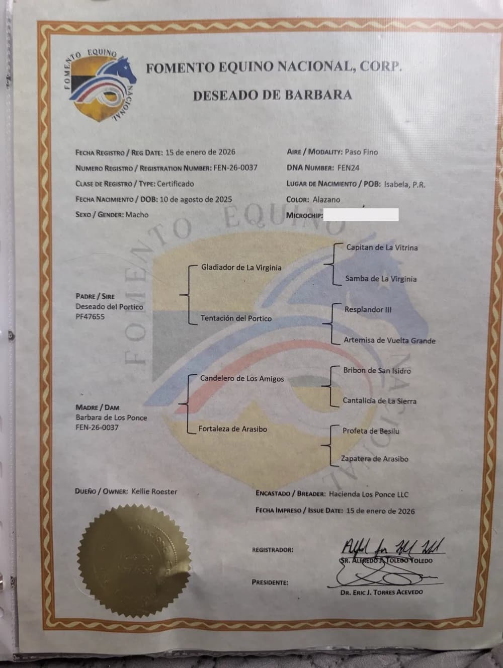 Registration certificate for Paco from Fomento Equino Nacional, Corp., showing his registered name Deseado de Barbara, registration number FEN-26-0037, a foaling date of 10 August 2025, chestnut colour, and his sire Deseado del Portico and dam Barbara de Los Ponce with three generations of pedigree.