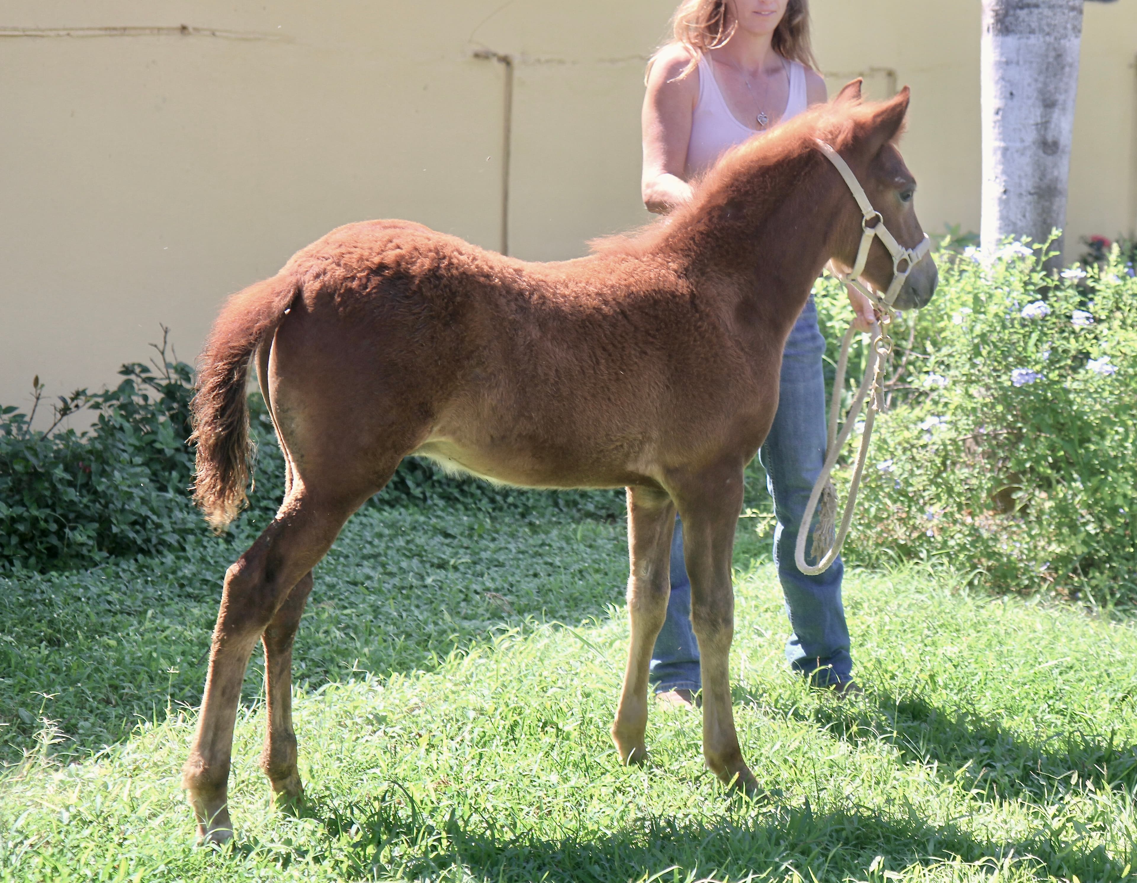 List your horse for sale with Barefoot Riding PR