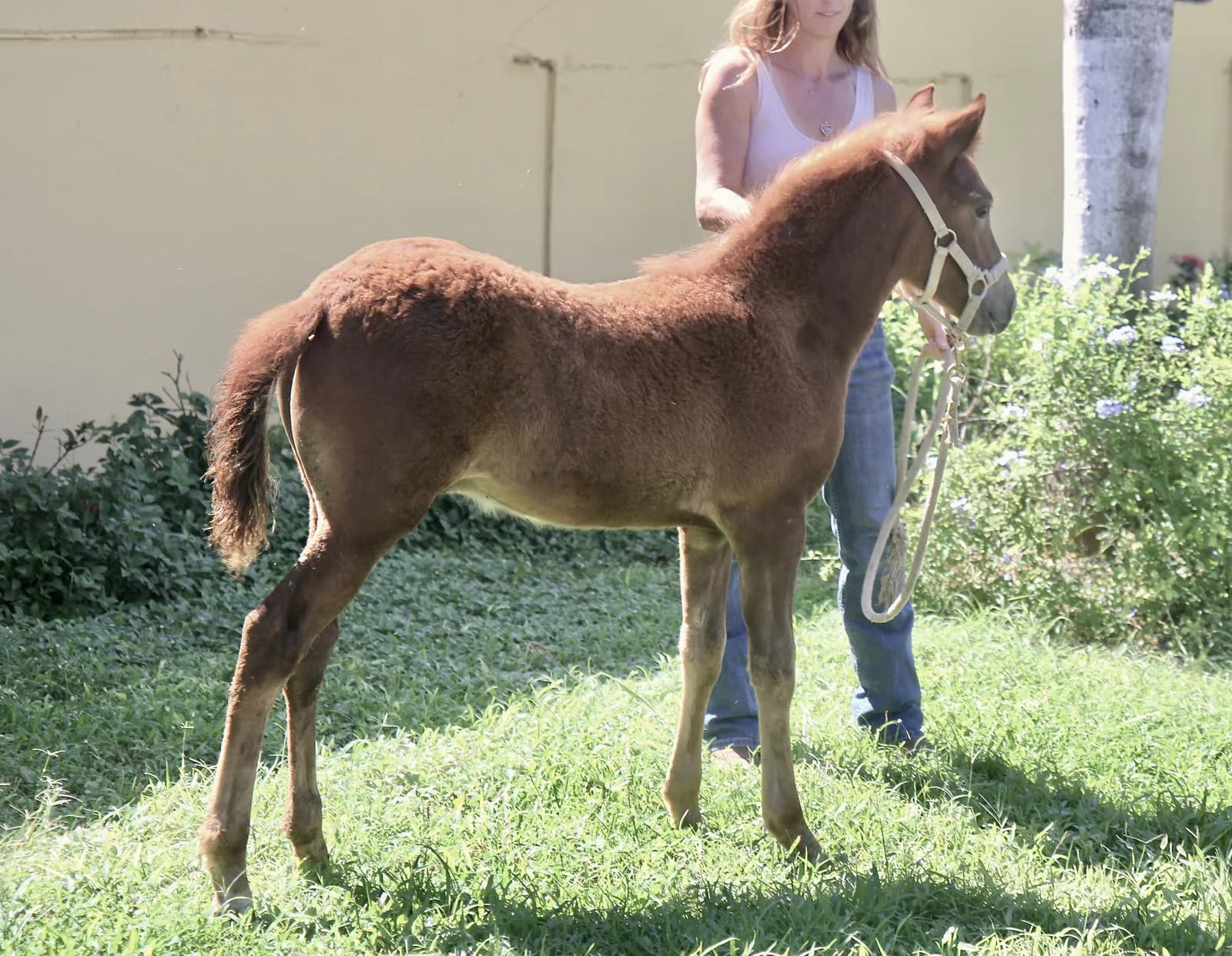 Paco, a young chestnut Paso Fino colt on the lead