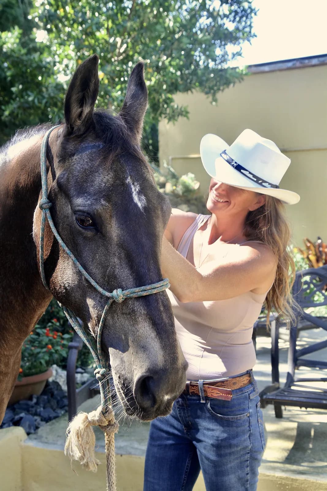 Sadie, a dark paint mare, being haltered