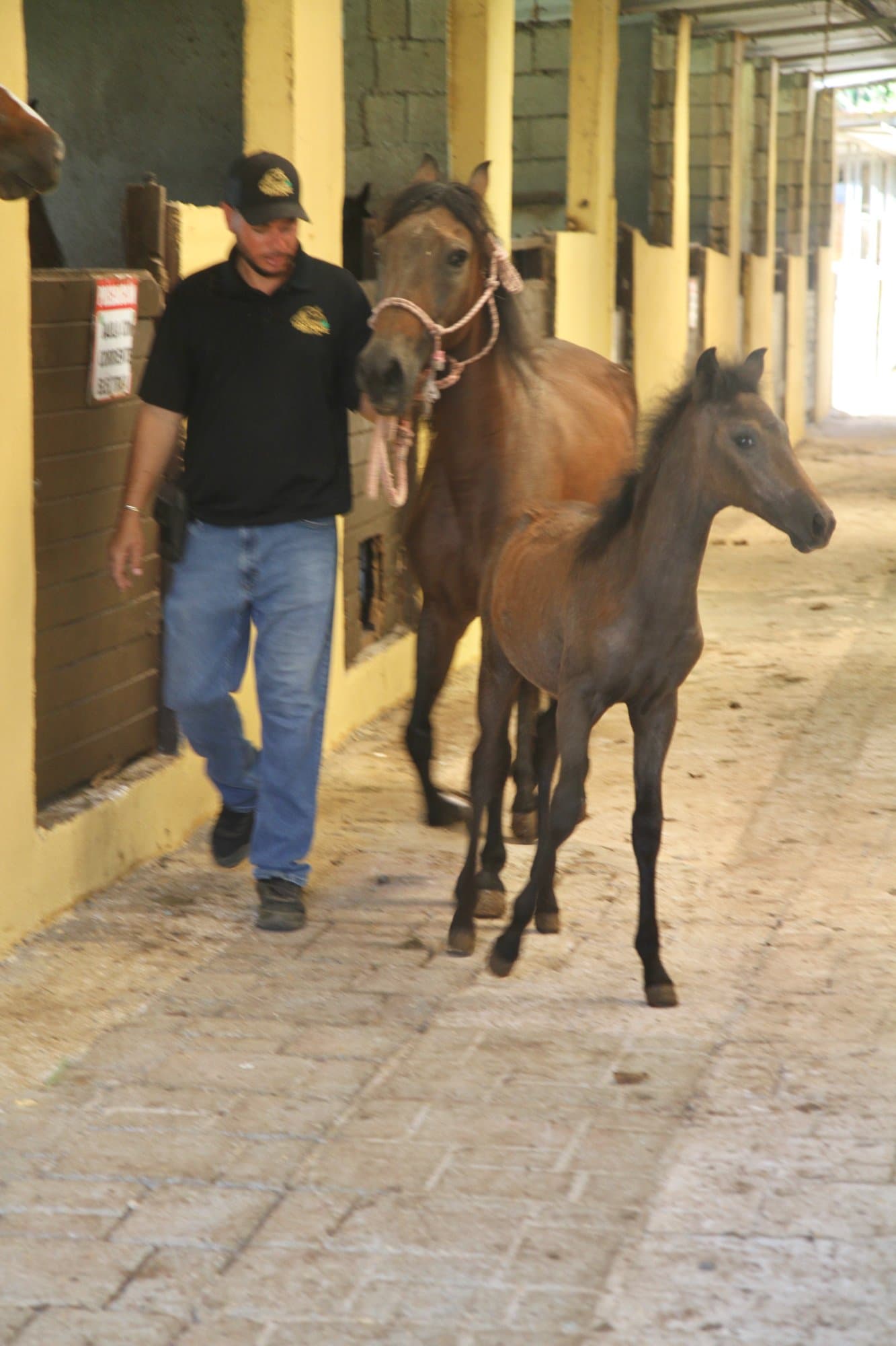 Horse delivery to Aguada, Puerto Rico