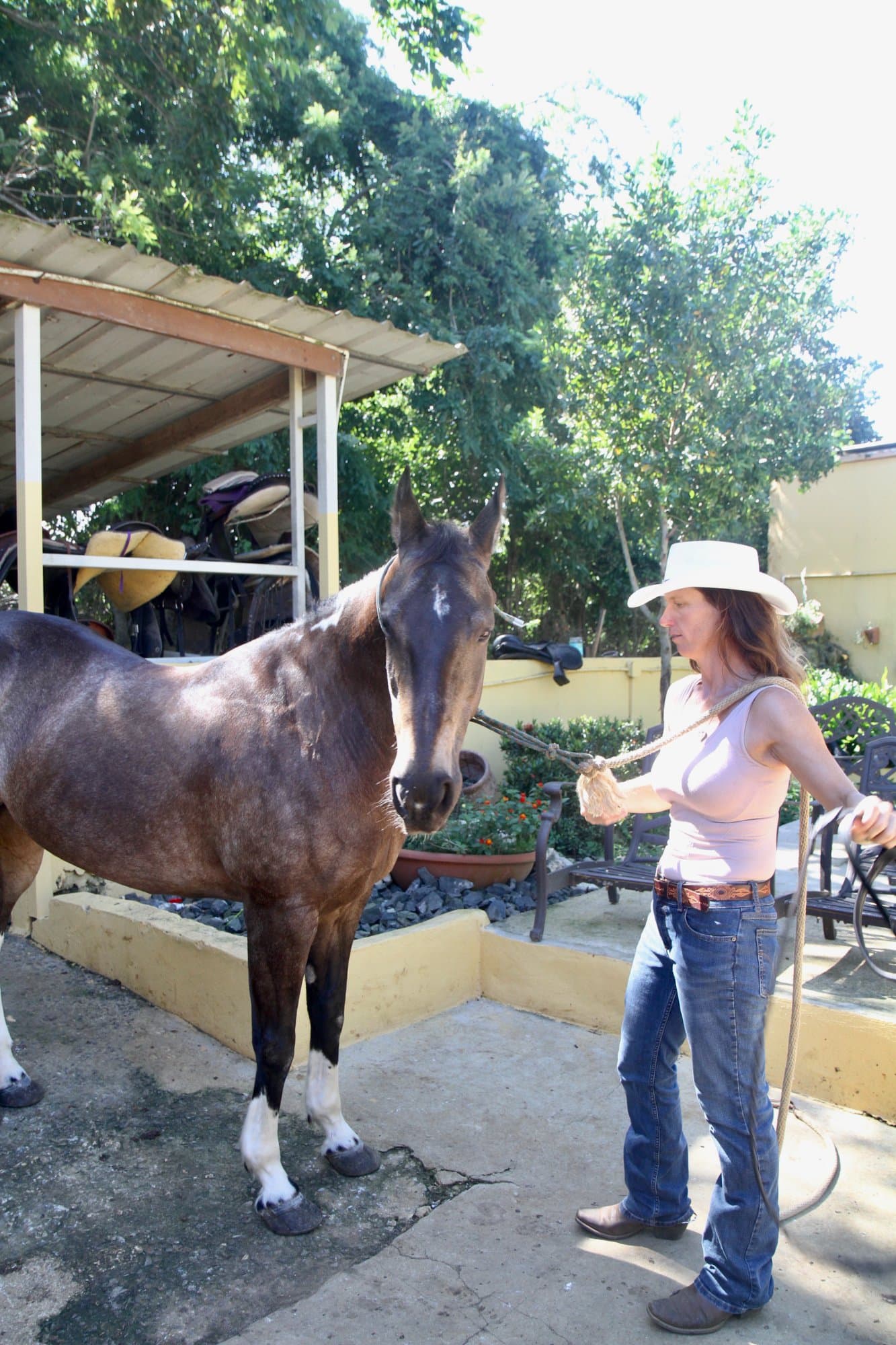 Horse Training