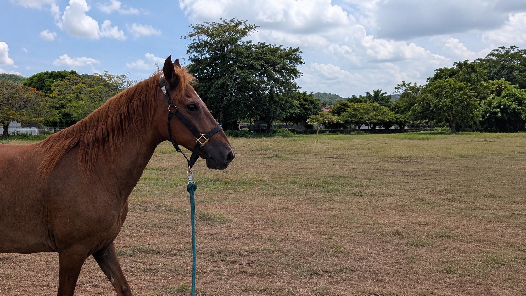 A chestnut horse in a black halter standing in an open grass field, a teal lead rope clipped under its chin, with trees, hills and a bright cloudy sky behind.